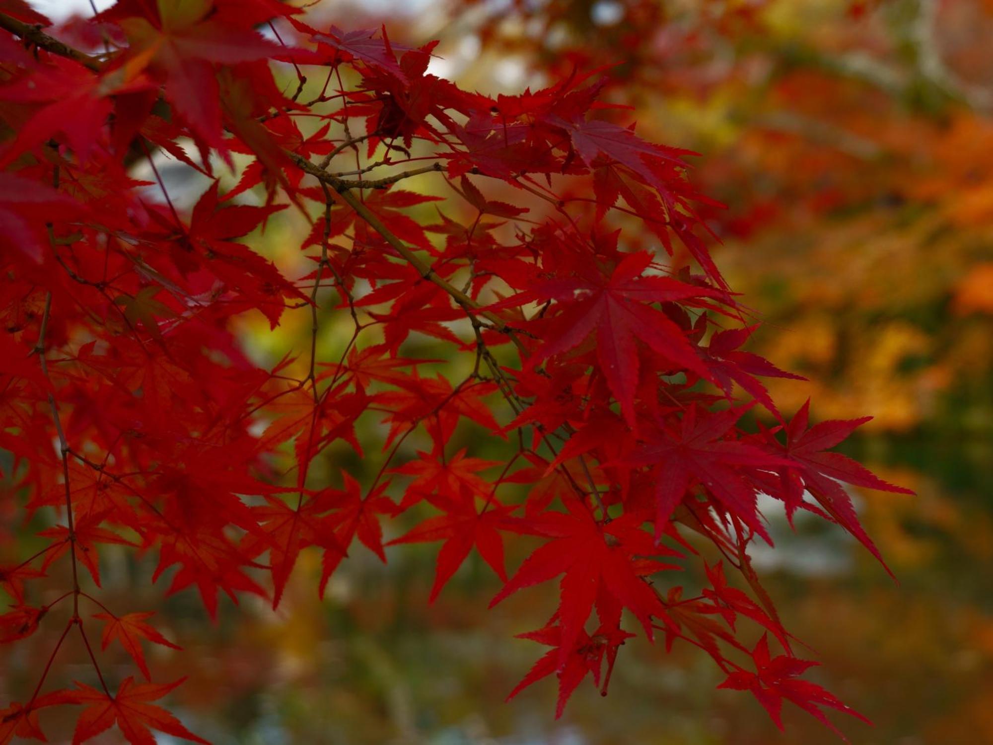 Iroha 颯 - Sou - * Kyōto